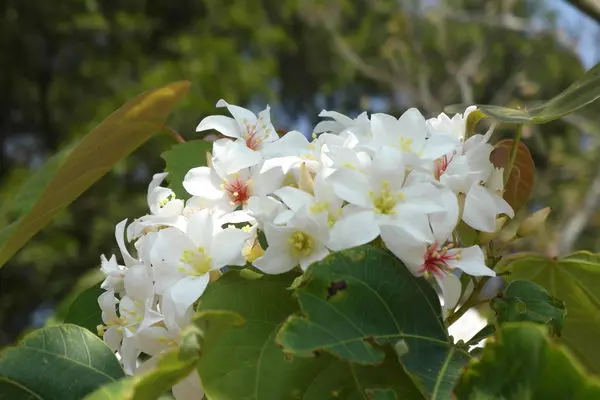 【苗栗銅鑼】下初雪，仿佛置身在北海道的雪山莊❤在地人推薦的賞