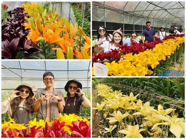 活動分享【2025阿里山百合花季】秋日浪漫的嘉義阿里山賞花之