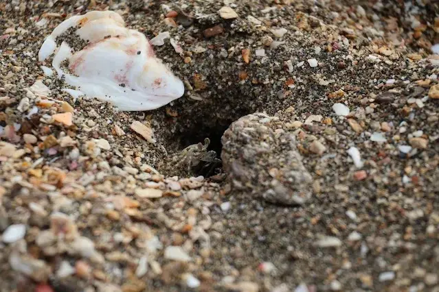 新屋濱海林蔭沙洲 (西濱公路) - 貝殼 - 螃蟹