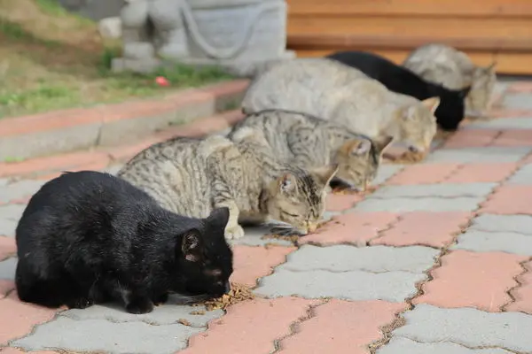 清境民宿_莫內花園山莊的喵星人