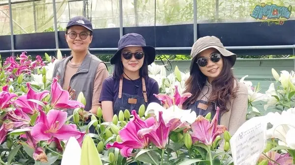 活動分享【2025阿里山百合花季】秋日浪漫的嘉義阿里山賞花之