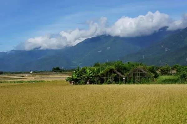 【遊記】米之香-池上  伯朗大道