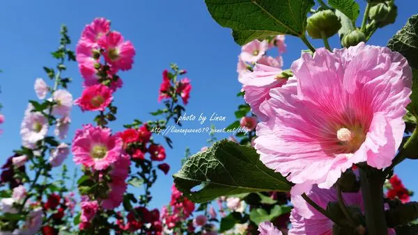 ▌彰化，員林▌走進巨人的花園裡，初夏盛開的蜀葵花海。