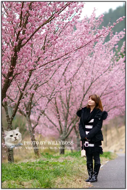 武陵農場－雨中漫步櫻花林