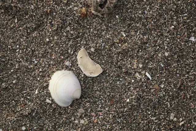 新屋濱海林蔭沙洲 (西濱公路) - 貝殼