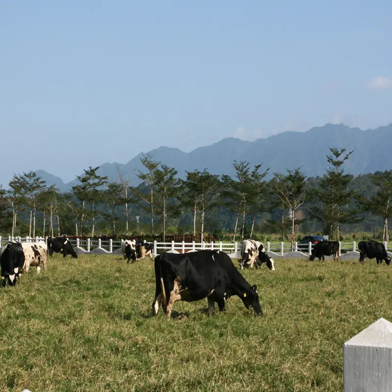 【花蓮】瑞穗牧場與小牛近距離約會!