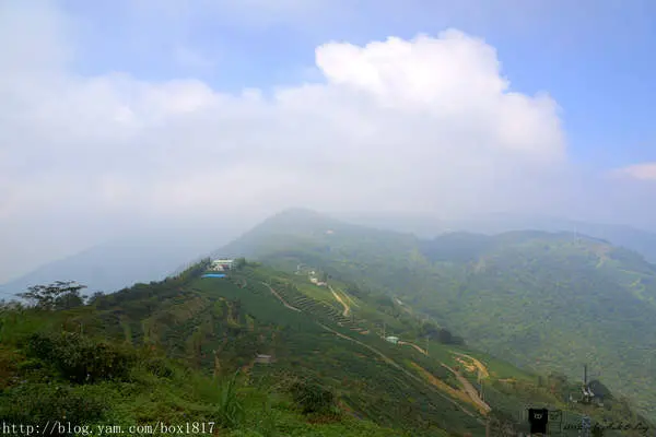【南投。仁愛】武界開心茶園。VOKAI武界部落。雲海。露營。品茗。茶園風光。視野遼闊。世外桃源