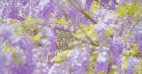 夢幻嘉義瑞里紫藤花季！ ︁掌握最佳賞花期與交通秘訣輕鬆前往