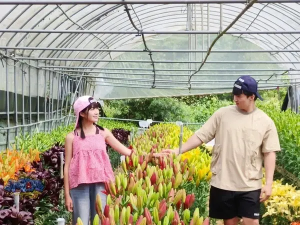 活動分享【2025阿里山百合花季】秋日浪漫的嘉義阿里山賞花之