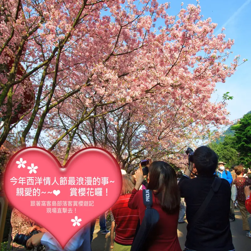 直擊全台櫻花季綻放現況！根本是西洋情人節最浪漫的風景！