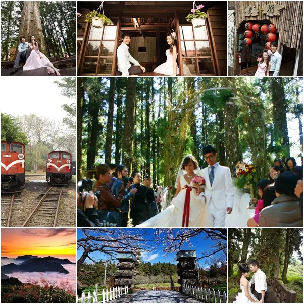 阿里山神木下婚禮 有夠浪漫！