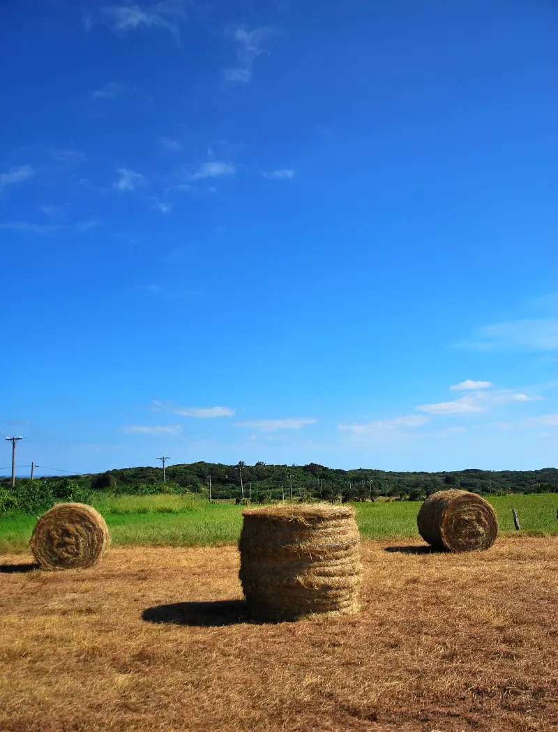 牧草捲 の 秋 * 墾丁 . 籠仔埔