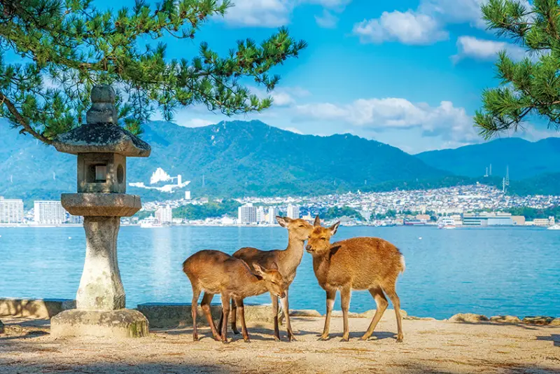 宮島 鹿