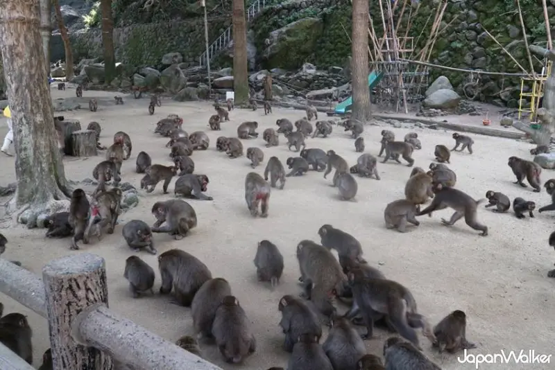 高崎山自然動物園