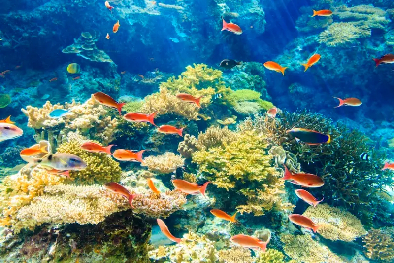 沖繩美ら海水族館