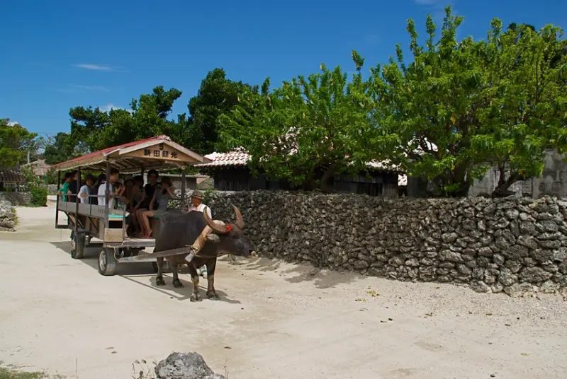 竹富島水牛車
