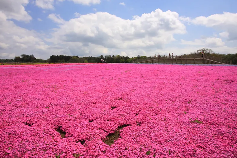 富田さとにわ耕園