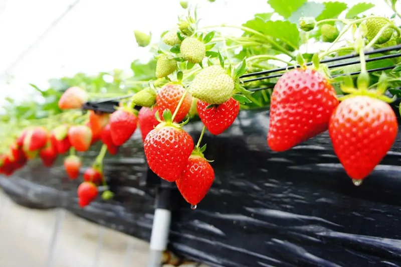 がいやふぁーむ