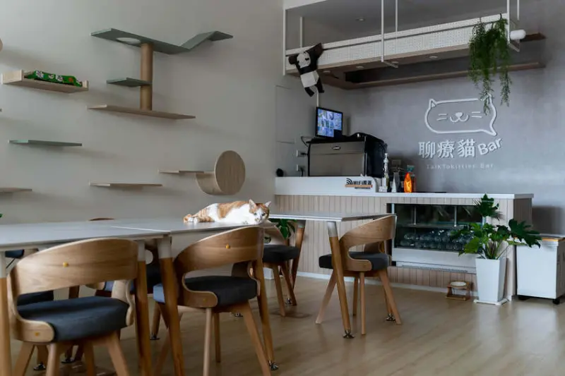聊療貓Bar共學咖啡廳
