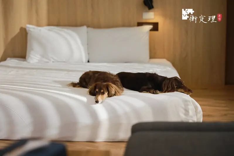 【安平區/住宿】景區核心地段，真正的寵物友善，和毛孩一起住進衡定里！