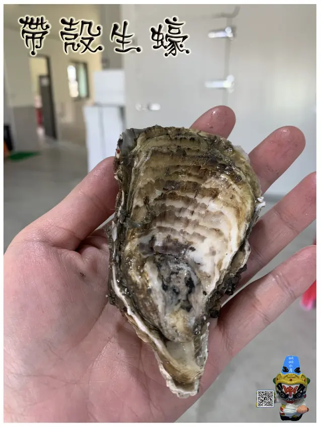【明明水產】SGS 中秋碳烤東石生蠔 ※生蠔購買10斤送1斤