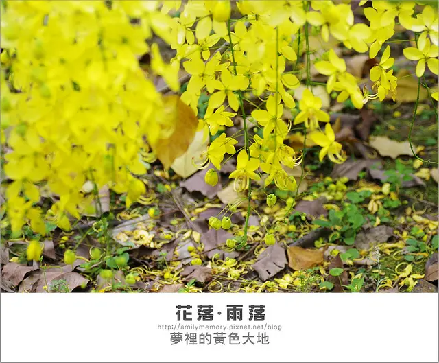 ╠旅遊╣天空降下金黃雪片-黃金雨阿勃勒