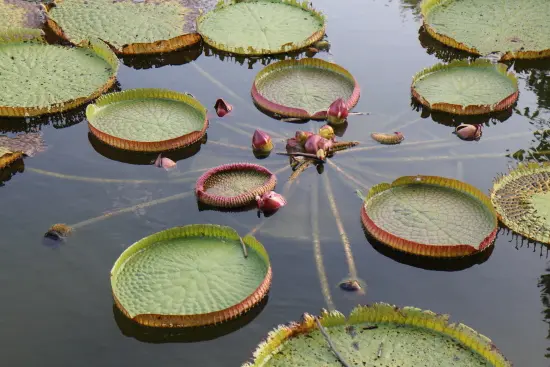 「大王蓮」士林雙溪公園現蹤