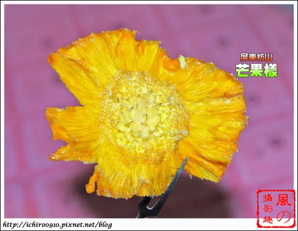 [美食]【屏東縣枋山鄉】芒果樣。自然熟成水果乾品嚐                      