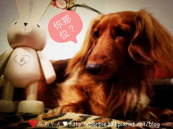 ♥放風好天氣。帶著肥腸呼呼運動去。蘆洲-蘆堤寵物公園♥