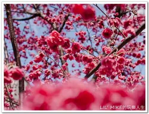 [遊憩] 台北市 - 永靜公園．處女拍之櫻花朵朵開