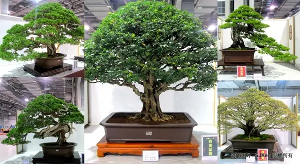 中華盆栽藝術總會「第十八回全國盆栽展」--- 珍奇高雅名貴盆栽盛會