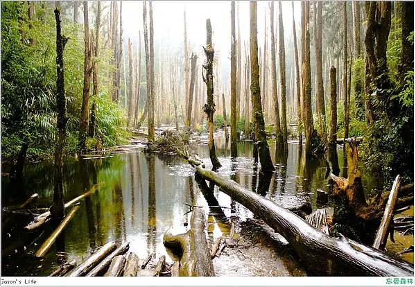 【南投│景點】雲霧繚繞增添神秘感。忘憂森林