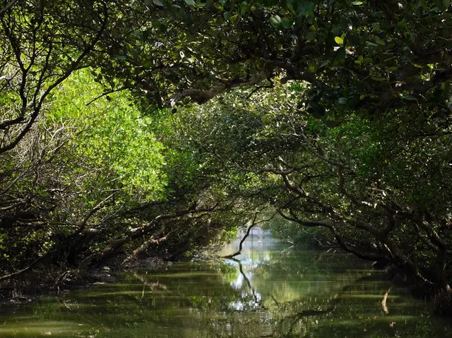 【台南】台灣版亞馬遜河-台江綠色隧道