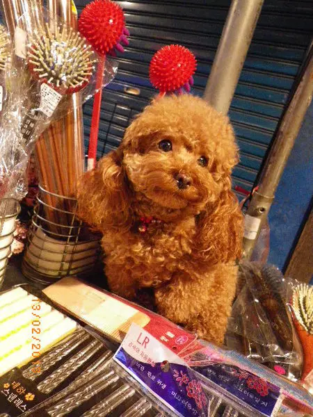 年初四人擠人遊內灣                
      