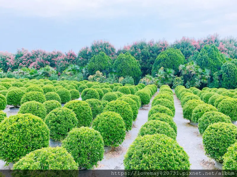 【田尾景點】彰化 田尾公路花園 台版波波草 不用飛出國台灣就可以看到!! 小小一顆爆可愛♡♡♡ 彰化IG景點/彰化親子景點/熱門IG景點