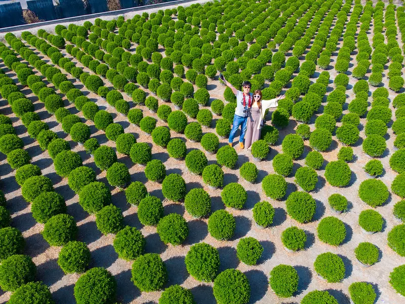 酸酸推薦!!!彰化 田尾 景點 | 台版波波草 抹茶冰淇淋 . 抹茶章魚燒小丸子 超療癒必拍分享