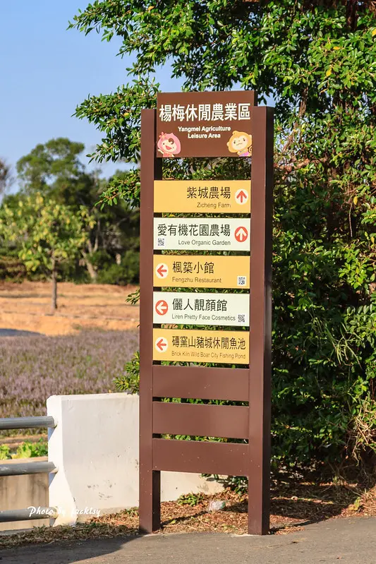 191116桃園-2019桃園仙草花節