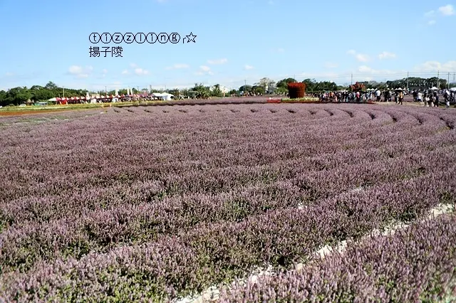 2019桃園仙草花節&花漾楊梅仙境遊&一大片紫爆台灣版普羅旺斯，展期：2019/11/23~12/08止～
