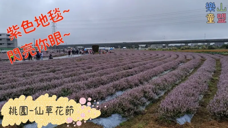 [桃園楊梅] 桃園仙草花節~紫色地毯閃亮你的眼