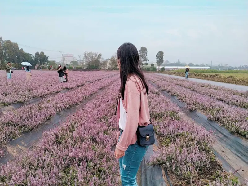 【2019桃園楊梅仙草花節】仙氣十足，一起來當仙女浪漫紫爆！