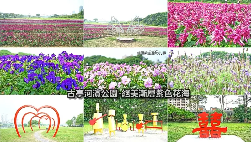 【台北景點】古亭河濱公園／公館捷運站～不用跑郊區也能欣賞美麗花海，13萬盆的紫色花草，絕美的漸層自色花毯