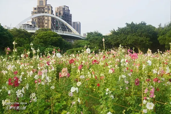台北賞花．蜀葵之森花海與自行車道𨑨迌去──古亭河濱公園
