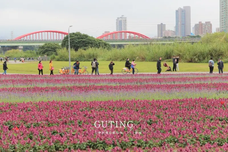 2021古亭河濱花海，搭捷運就能賞大片紫色花海！