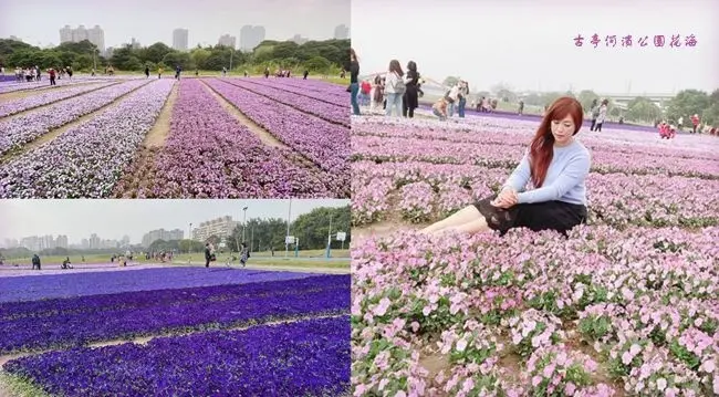台北免費賞花景點 ▶ 古亭河濱公園花海 ▶ 13萬盆紫色草花迎春天 夢幻紫色系漸層花海 古亭花海地點、交通!