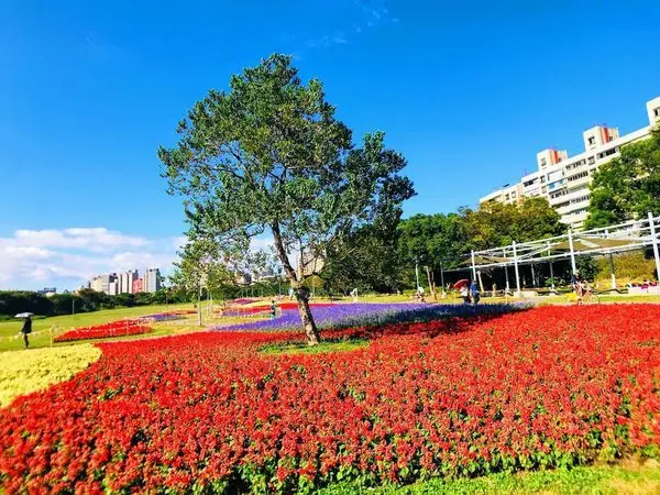 台版富良野絕美花海|台北古亭河濱公園|搭捷運就能到|紀州庵日式建築|公館商圈必吃美食|古亭花海美食一日遊