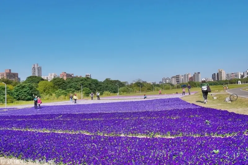 【台北-中正區】2021古亭河濱公園六色香堇菜地毯花海｜即日起至3月中下旬