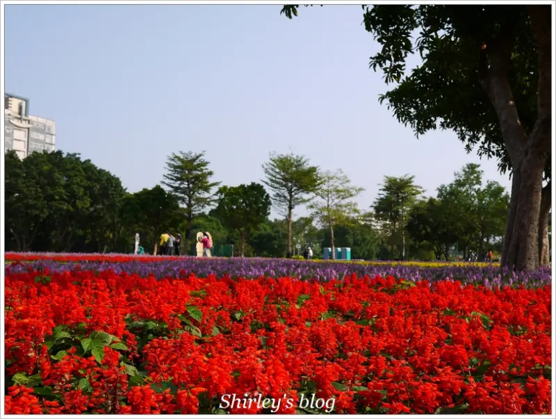 台北‧古亭河濱公園花海