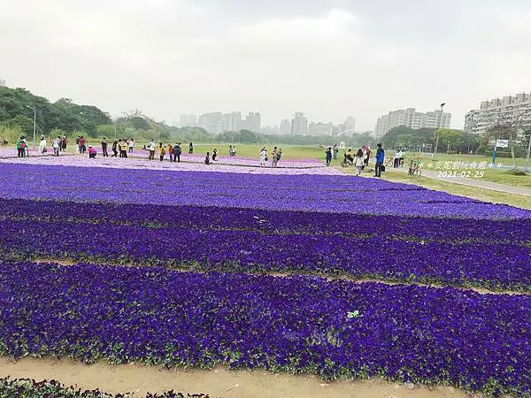【台北。古亭】台北市就有紫色漸層花海．古亭河濱公園