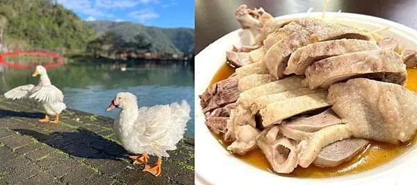 員山在地平價美食【望龍埤鵝肉攤】炒米粉&鵝湯米粉&麵&白飯通通20元吃到飽，老闆人真好小朋友免費｜吃完湖畔散步餵魚看水鴨好愜意