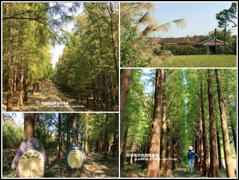楊梅落羽松秘境龍貓出沒。稻田古厝還有芒花賞